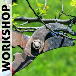 Aesthetic Pruning Workshop