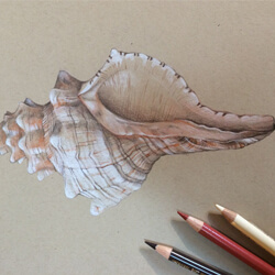 Drawing Seashells with Watercolor Pencils