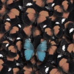Butterflies–Karen West