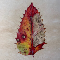 Botanical Drawing –  Fall Foliage