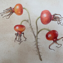 Botanical Drawing – Fall Seedpods