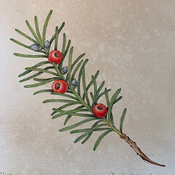 Holiday Treasures: Drawing winter holiday botanical treasures