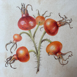 Fall Treasures: Drawing seed pods