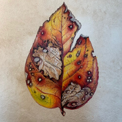 Fall Treasures: Drawing Fall Foliage