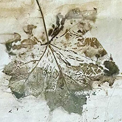 Botanical Dye Printmaking with Fall Foliage