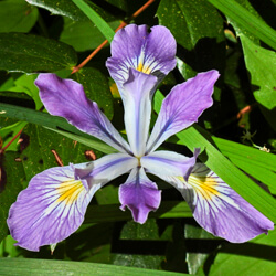 Iris on Neahkahnie Mountain–JoRene Byers